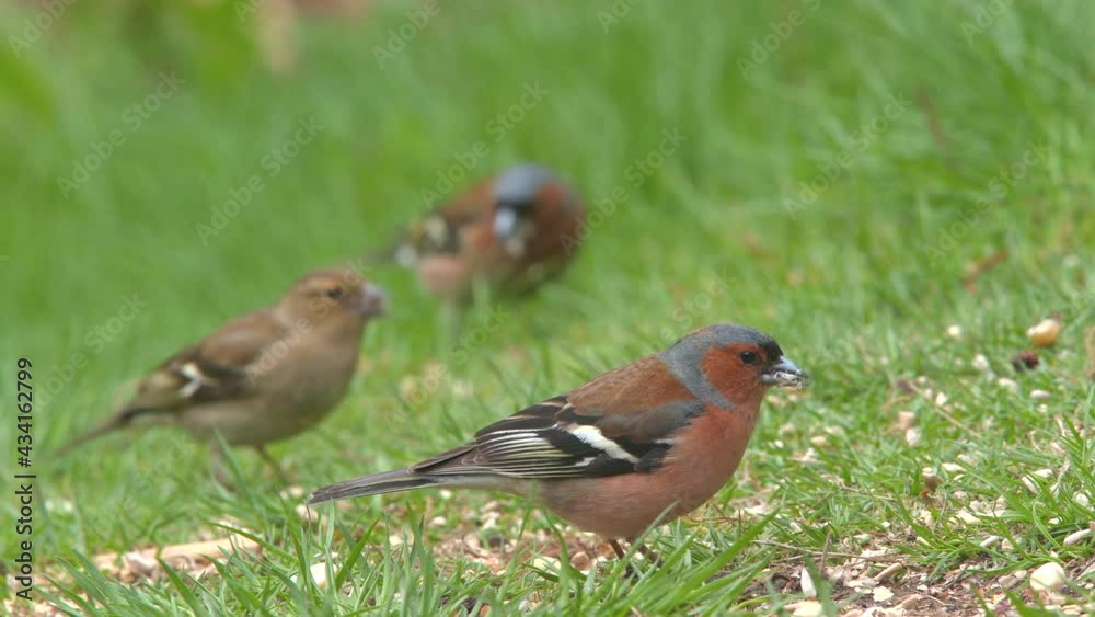 common chaffinch several flock of birds on ground feeding green grass shallow depth of field natural world norway common chaffinch several flock of birds on ground feeding green grass shallow depth of field natural world norway