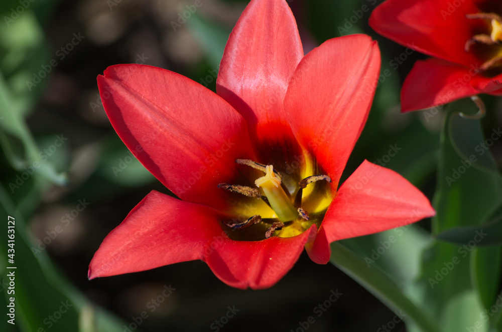 Fototapeta premium A Tulip Flower in Full Bloom