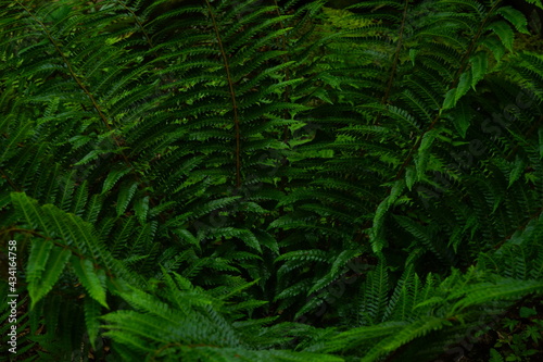 leaf of Cyathea spinulosa in Japan -                              