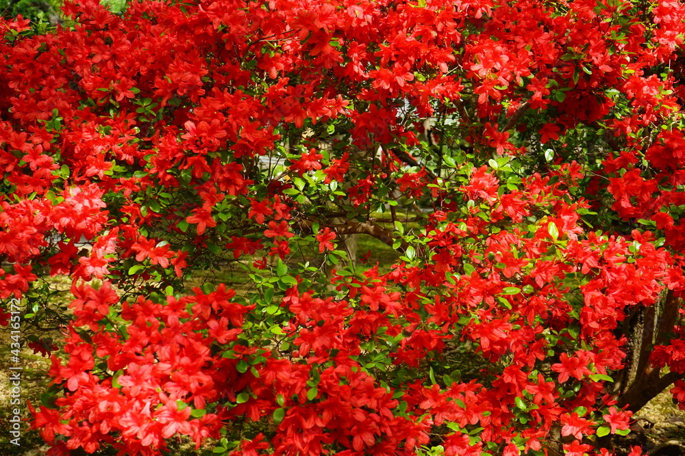 Red Azalea flower during Spring in Tokyo, Japan - 日本 ツツジ 赤い花 春