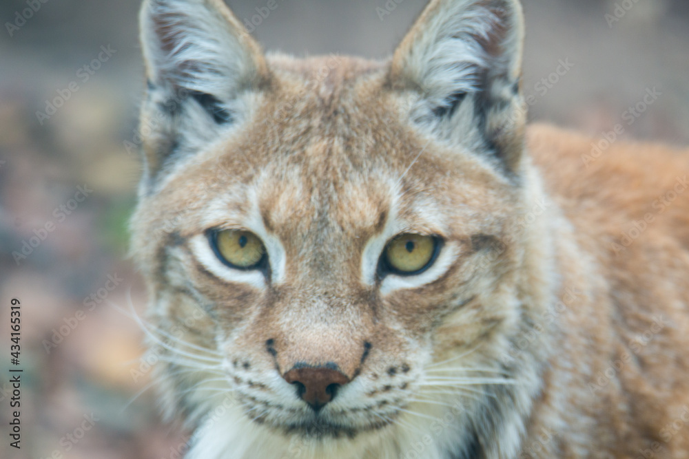 Fototapeta premium Tiere - Wildbahn -Gefangenschaft - Retten