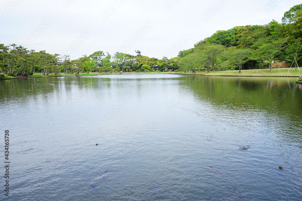 Pond and pine tree at Japanese garden - 日本庭園 池 松の木