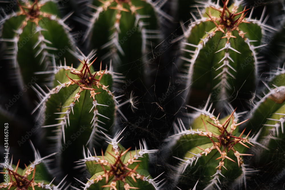 High angle green Echinopsis pachanoi cacti with sharp prickles growing on plantation in daylight High angle green Echinopsis pachanoi cacti with sharp prickles growing on plantation in daylight