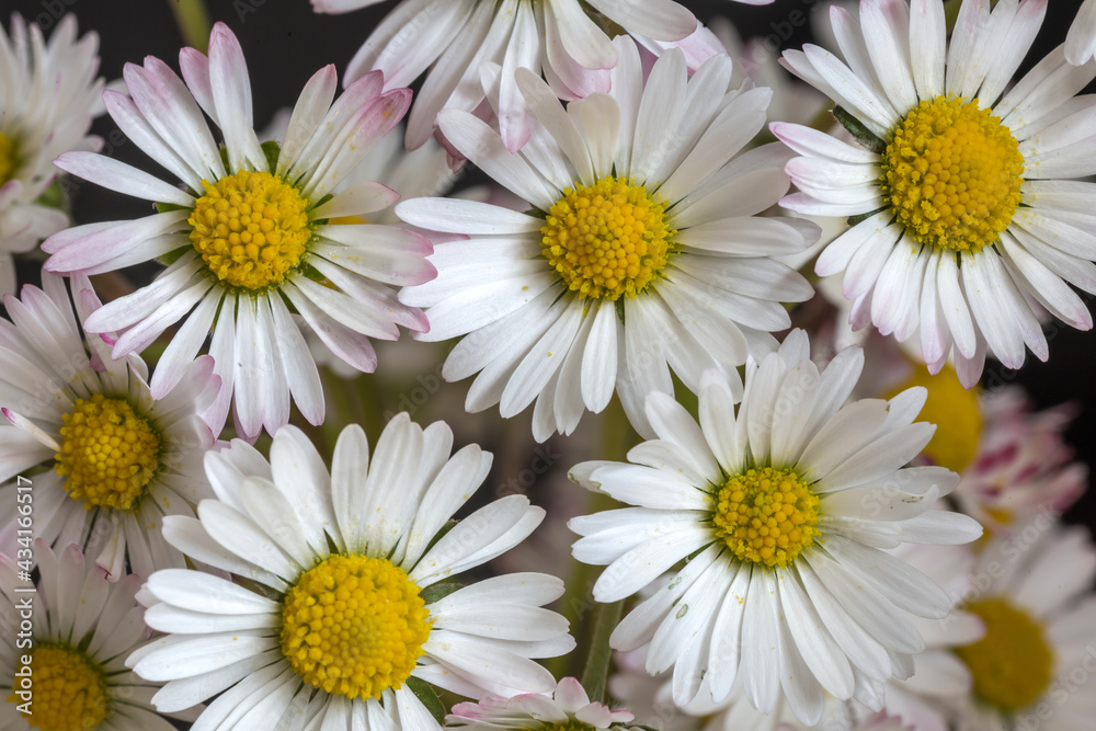 Fototapeta premium Kleine Margeriten als hintergrund