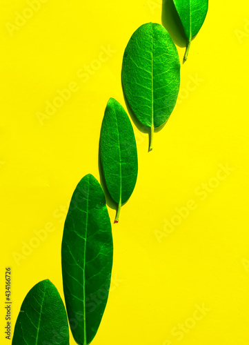 Composition of green leaves on yellow background