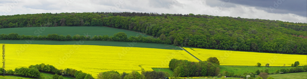 Obraz premium Panorama mit Blick auf ein Rapsfeld im Rheingau und einem Wald rundherum