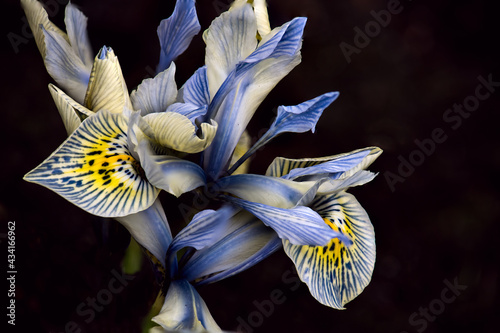 Closeup shot of blooming Netted iris flowers on an isolated background