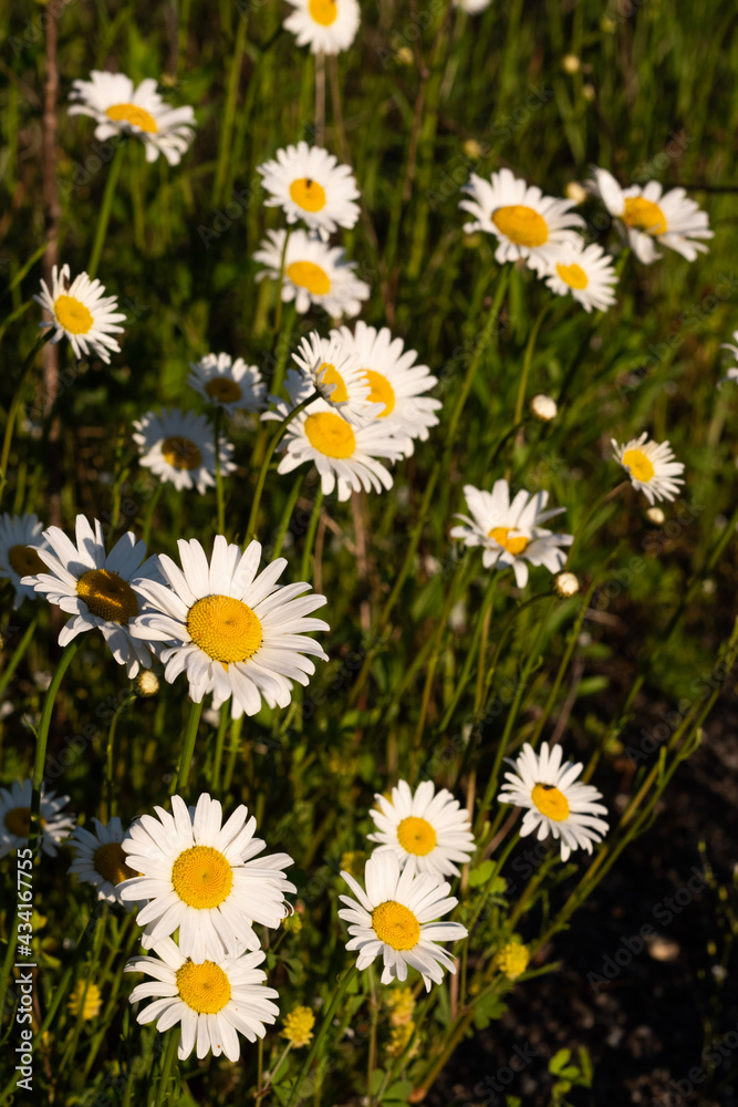 Fototapeta premium daisies in a garden