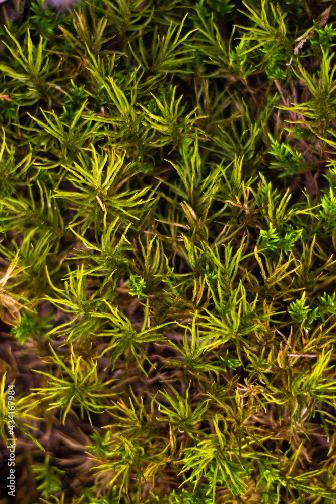 green moss background green moss background