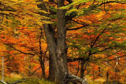 autumn trees in the park, El Chalten, Patagonia, Argentina