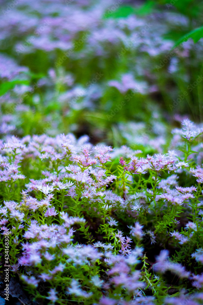 Obraz premium flowers in a garden