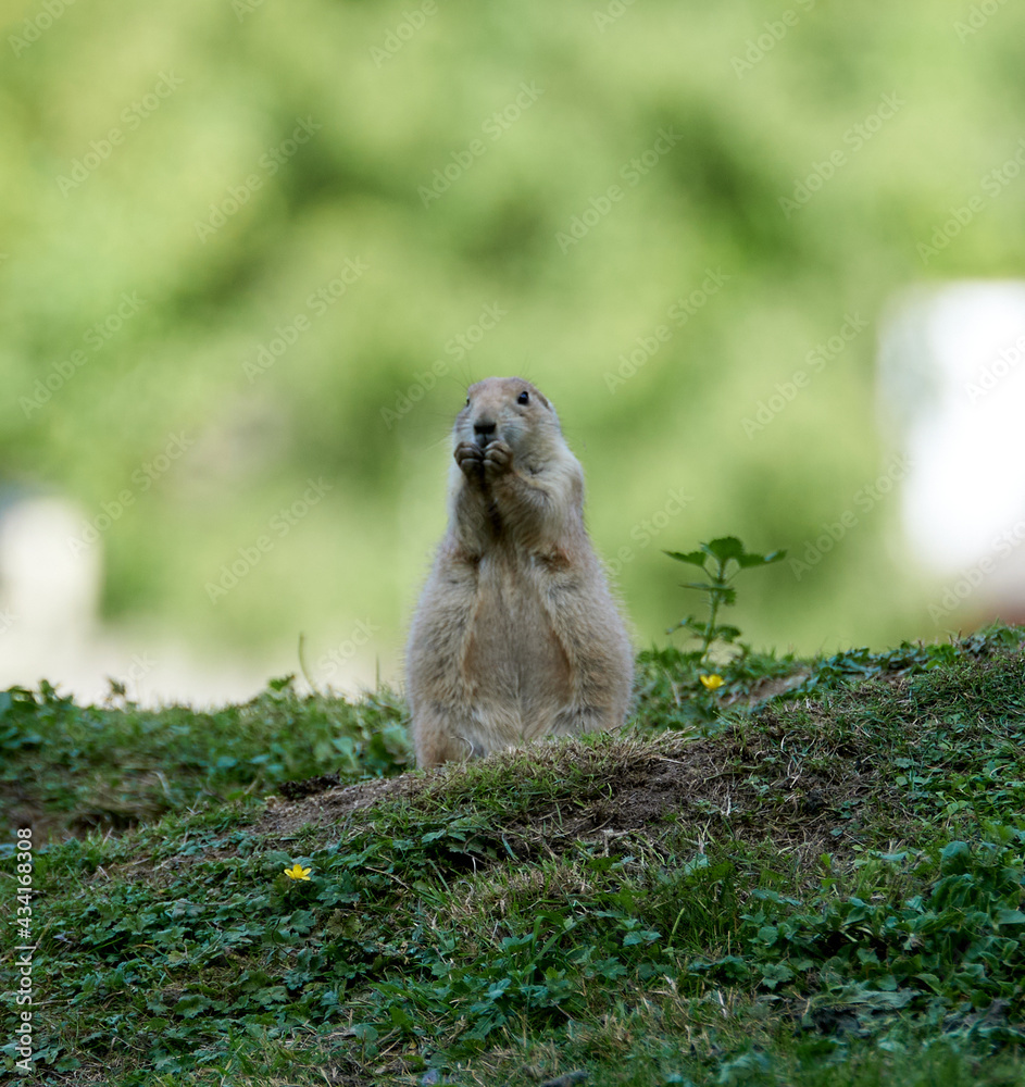Fototapeta premium Closeup shot of a cute marmot in the nature