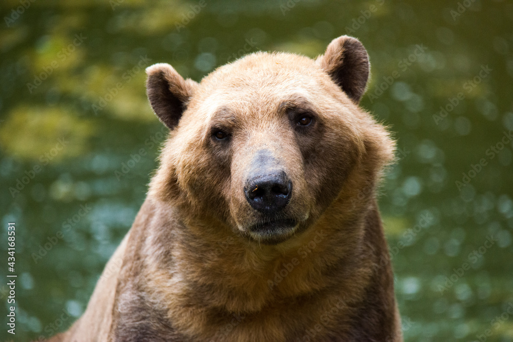 Fototapeta premium Tiere - Wildbahn -Gefangenschaft - Retten
