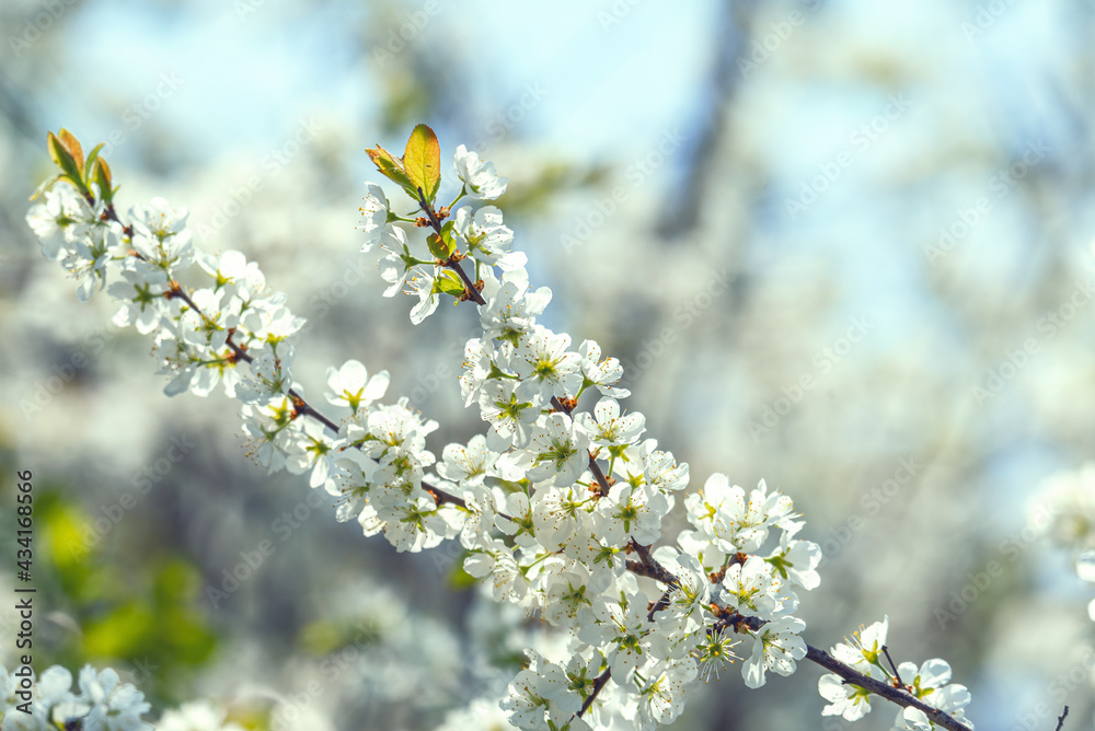 Blackthorn flowers bloomed in the spring garden. Blackthorn flowers bloomed in the spring garden.