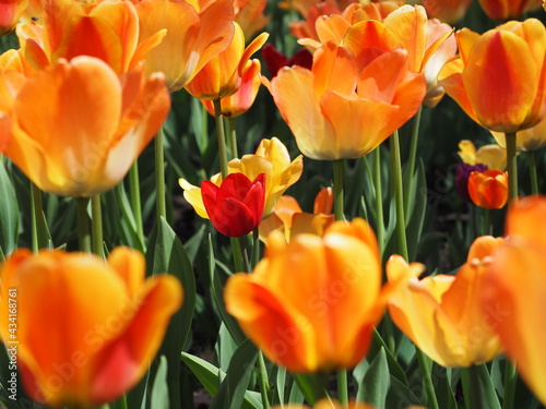 red and orange tulips