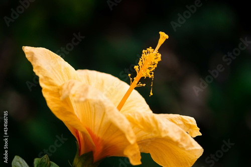 Selective focus shot of a pistil of yellow hibiscus flower