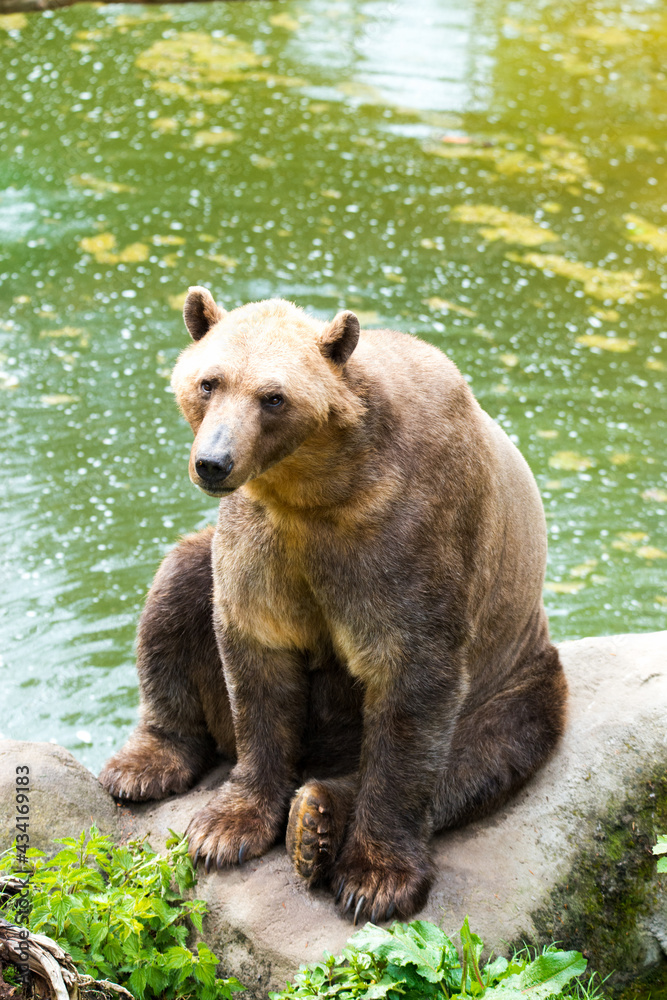 Obraz premium Tiere - Wildbahn -Gefangenschaft - Retten