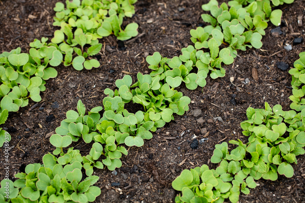 Background of fresh lettuce salad growth on the ground soil in the garden in spring season. Background of fresh lettuce salad growth on the ground soil in the garden in spring season.