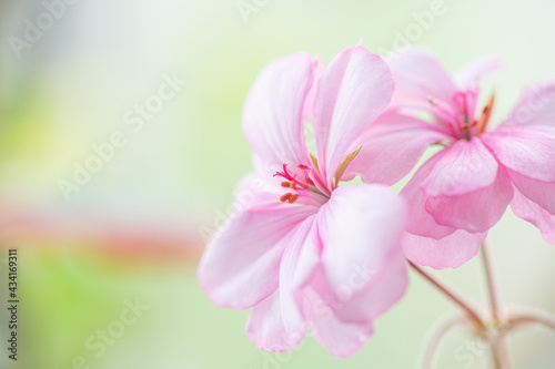 Beautiful blooming home geranium very close-up. © shymar27