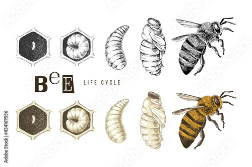 Fotografia, Obraz Hand drawn life cycle of a bee