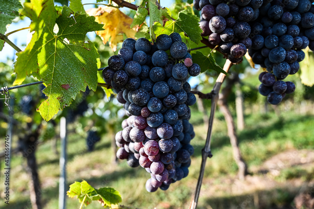 Close-up of ripe red grapes growing in a vineyard. The grapes are illuminated by golden sunlight.