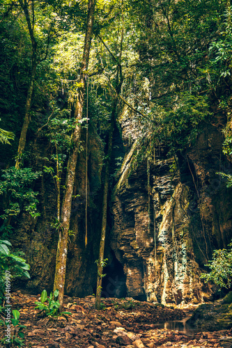 Mata atlantica forest at Salto das Andorinhas, Ascurra, Santa Catarina, Brazil