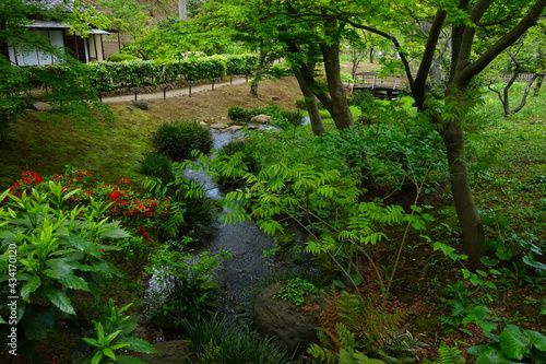 Pond in Japanese garden -                  