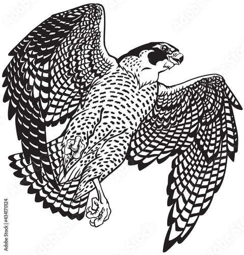  falcon a hunter in flight. Flying bird of prey. Falconry. Black and white isolated vector illustration