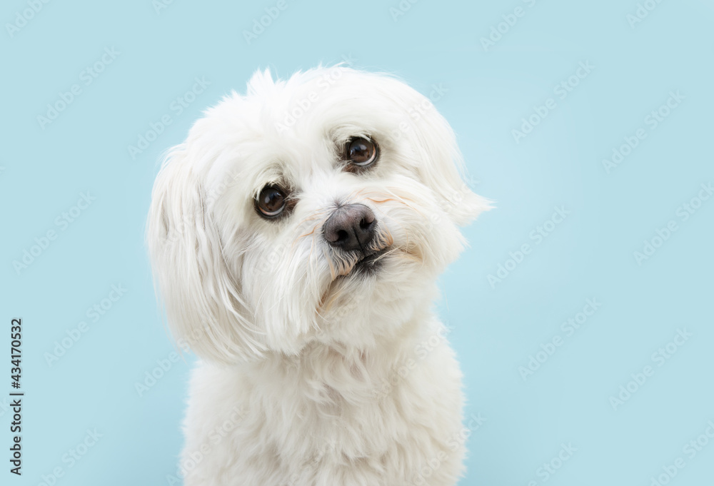 Expressive maltese dog looking with sad eyes. Isolated on blue background.