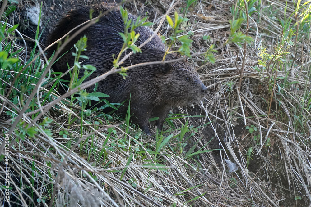 Beavers swimming, feeding, hugging, scratching and being loving including mutual grooming on riverbank on a beautiful spring evening
Beavers swimming, feeding, hugging, scratching and being loving including mutual grooming on riverbank on a beautiful spring evening
