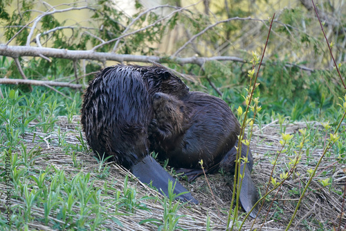 Beavers swimming, feeding, hugging, scratching and being loving including mutual grooming on riverbank on a beautiful spring evening
