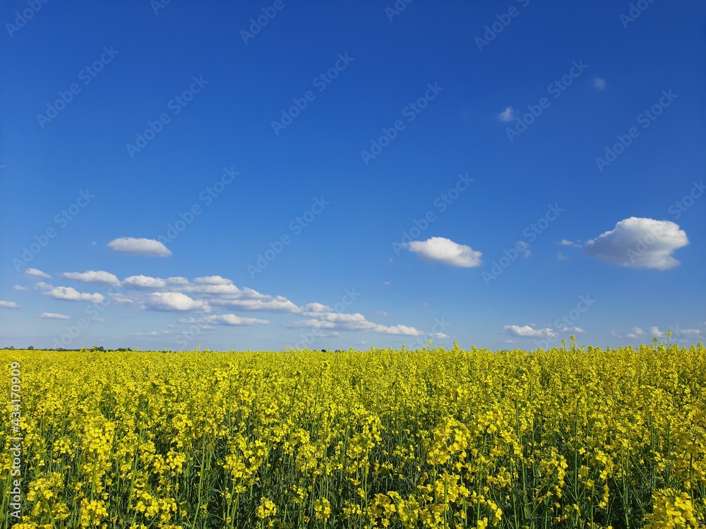 Obraz premium Yellow rapeseed field and the blue sky with white clouds