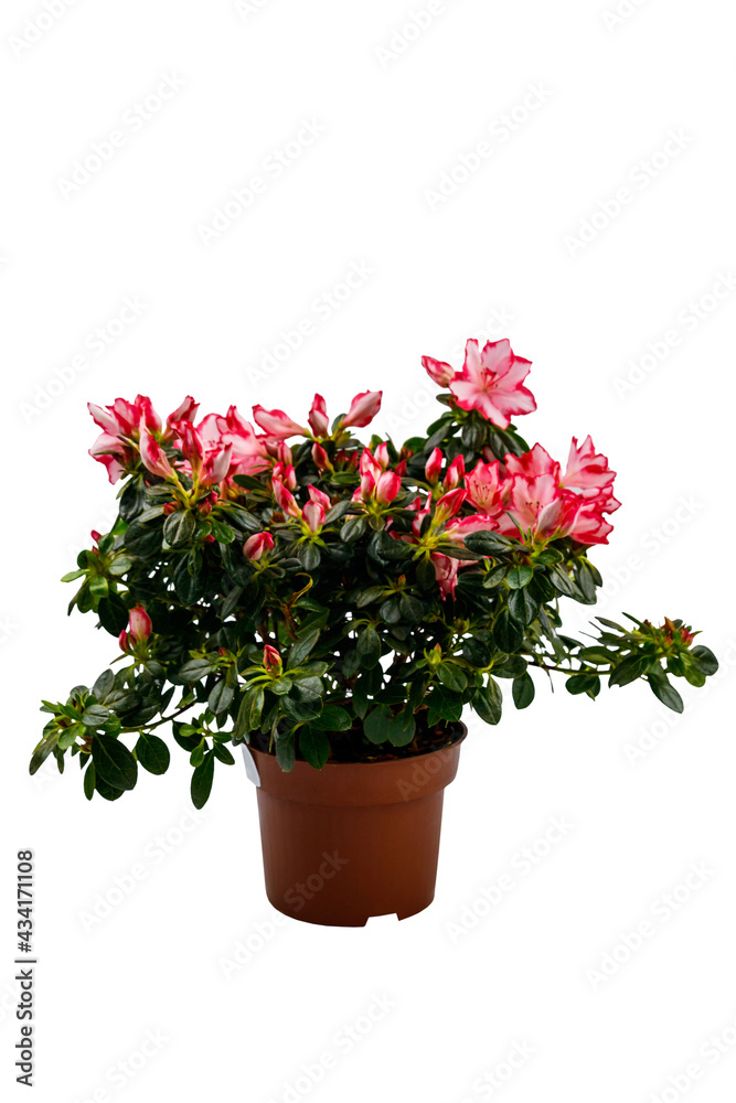 Blooming pink azalea in flower pot isolated on white background
