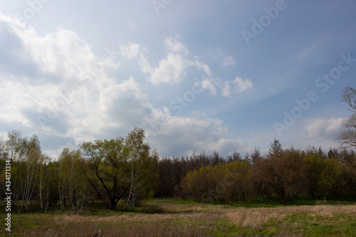 green forest in spring and blue sky with white clouds