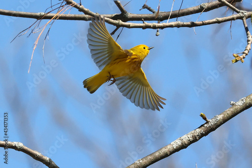 Valokuva Yellow Warbler (male) flying off tree in Provincial park on bright spring day