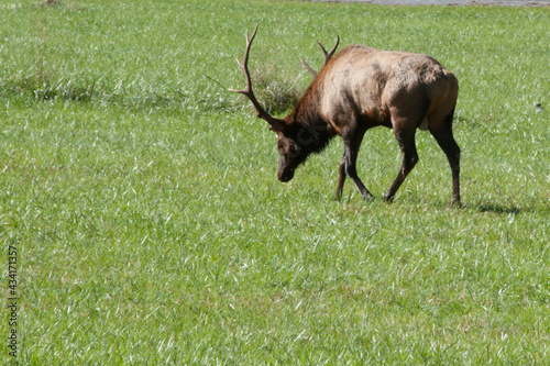 Bull Elk in a field of grass © Allen Penton