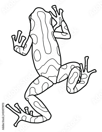 Little frog. Spotted poison dart frog. Coloring page. Black outline.