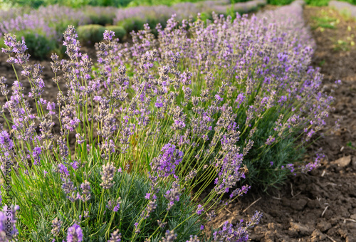 Field of blooming purple lavender