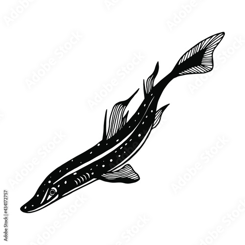 Spiny Shark Katran is a sea animal. Vector stock illustration eps10. Outline, hand drawing. Isolate on a white background.  photo