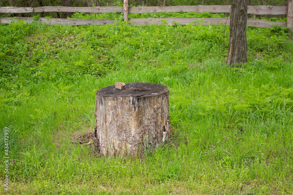 one old gray tree stump in the garden one old gray tree stump in the garden