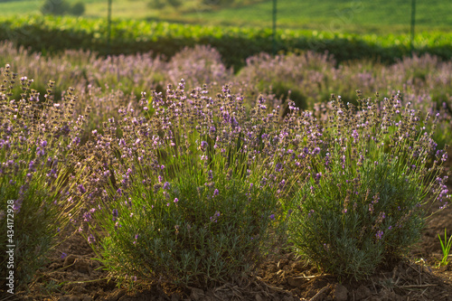 Blooming purple lavender field at sunset