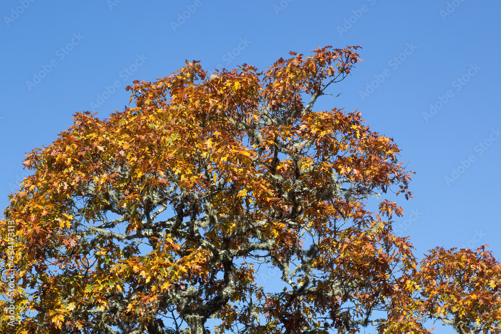 Fall trees in full color