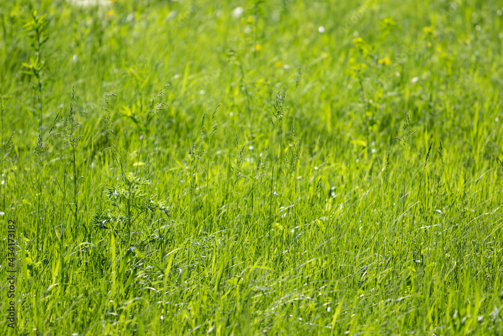 The background texture of the saturated bright high grass is very green with blur in the background on a bright sunny day. Overgrown beautiful lawn. High quality photo The background texture of the saturated bright high grass is very green with blur in the background on a bright sunny day. Overgrown beautiful lawn. High quality photo