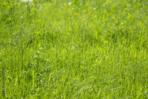 The background texture of the saturated bright high grass is very green with blur in the background on a bright sunny day. Overgrown beautiful lawn. High quality photo