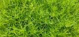 grass texture or colorful plants for backgrounds