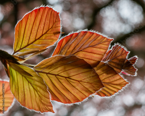 The Copper beech tree (Fagus sylvatica purpurea) leaves isolated, close up, macro, detail.