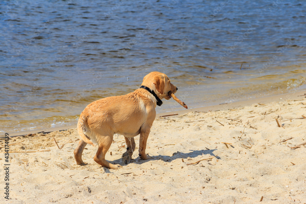 Cute labrador retriever puppy playing with stick on a sandy beach Cute labrador retriever puppy playing with stick on a sandy beach