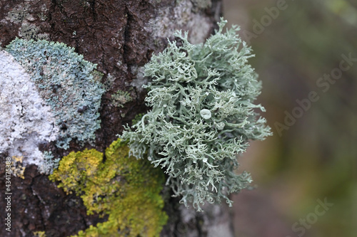 Ramalina fastigiata, an epiphytic lichen growing on aspen tree in Finland
