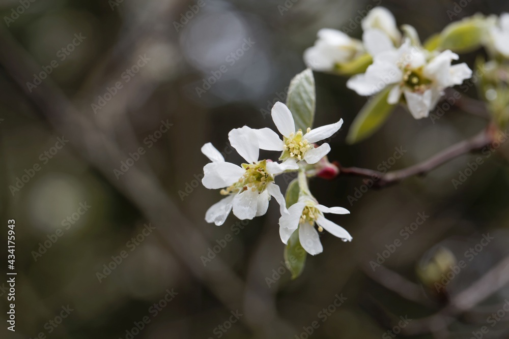 Flower of an Asian serviceberry, Amelanchier asiatica.