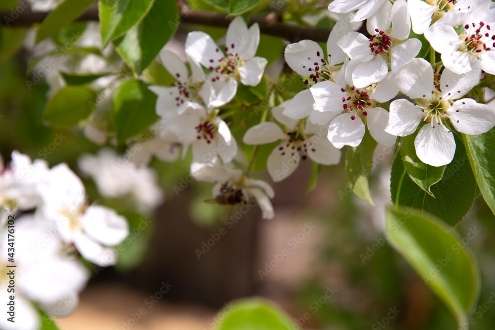 Flowering pear. Spring flowering of fruit trees. Blurred background. Bees pollinate pear and cherry blossoms. Flowering pear. Spring flowering of fruit trees. Blurred background. Bees pollinate pear and cherry blossoms.